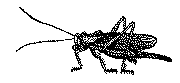 edible bug