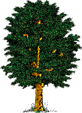 big tree keeps on growin'