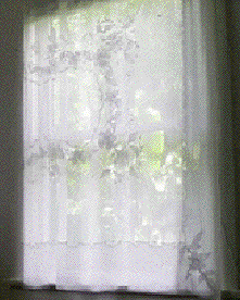lacy morning curtain