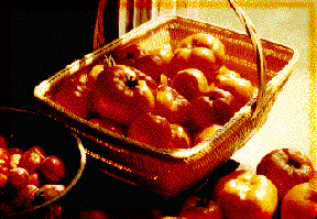 ripe tomatoes