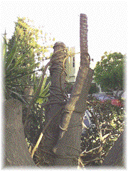 hollywood vines