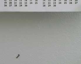 (inchworm and his days)