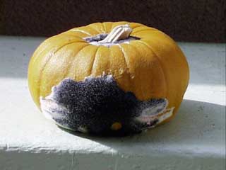 (bearded pumpkin)