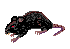 (mouse)