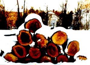 (snowy logs)