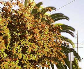 (fronds and berries)