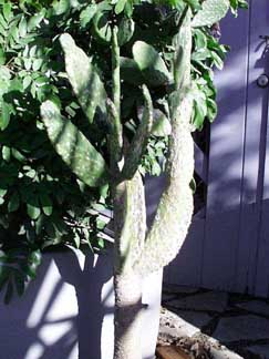 (cactus, but sunny)