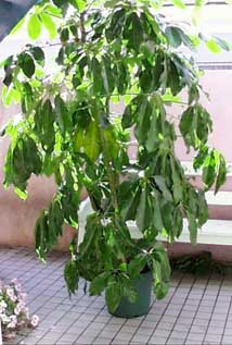 (the plant before)
