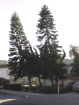 (two trees growing)
