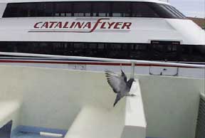 (catalina flyer)