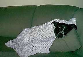 (bill the dog)