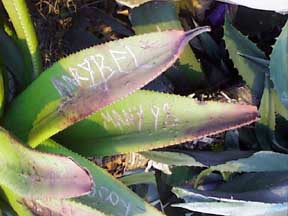 (cactus graffiti)