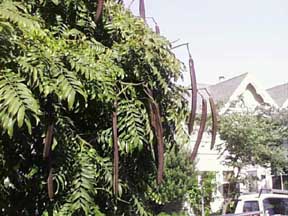 (brown hanging things)