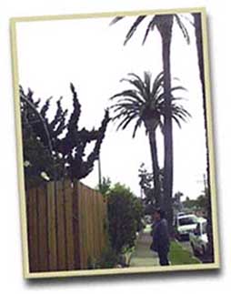 (palms, fronds)