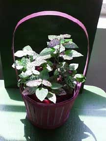 (plant on a chair)
