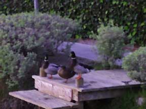 (ducks lined up)