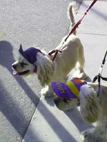 (dogs in hats)
