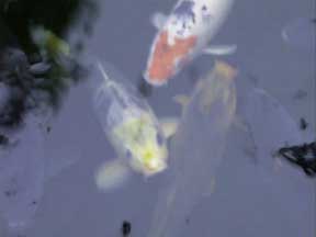 (being koi)