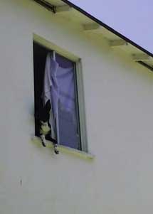 (doggie in the window)