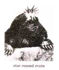 (star-nosed mole)