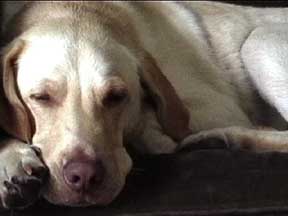 (sleeping dog, lying)