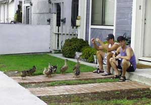 (feeding the ducks)
