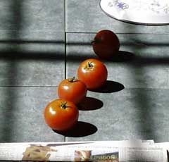 (row of tomatoe)