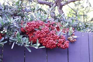 (berries on the fence)