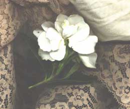 (lacy gardenia)