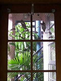 (layers and fronds)