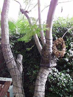 (a tree, of sorts)