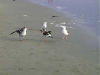 (birdies on the sand)