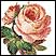 (lil rose)