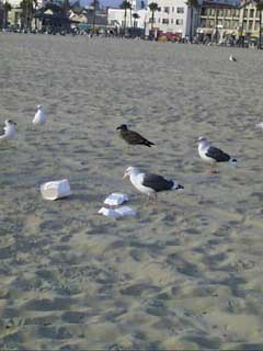 (birdies)