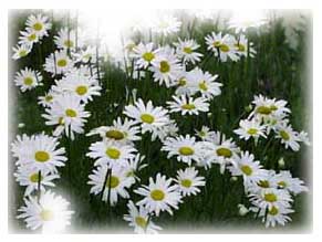(august full of daisies)