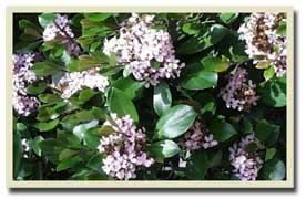 (pretty pink flowers)