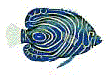 (left fish)
