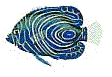 (right fish)