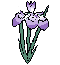 (nervous iris)