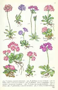 (may flowers)
